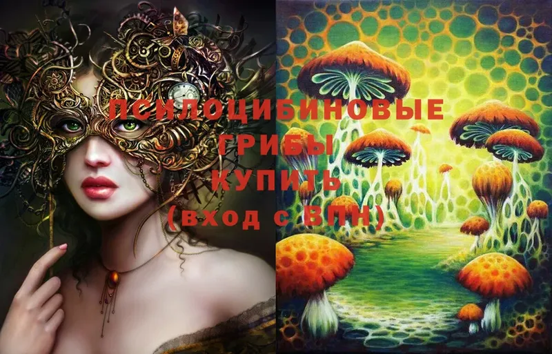 как найти наркотики  Нижнеудинск  Псилоцибиновые грибы Cubensis 